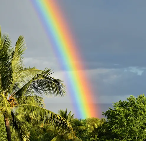 a view of a palm plant with a garden