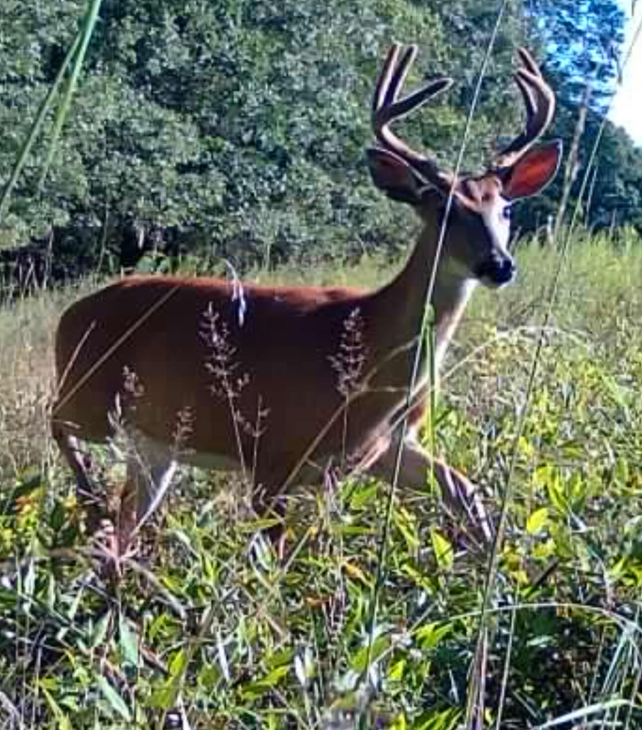 Gray Gable Road Crawley, WV 24931 - Photo 15 of 20 Wildllife