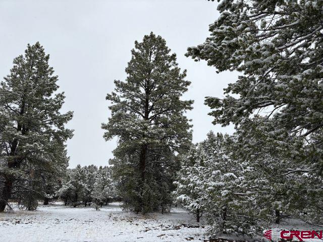 1695 Marmot Drive Ridgway, CO 81432 - Photo 11 of 11 a view of a large tree