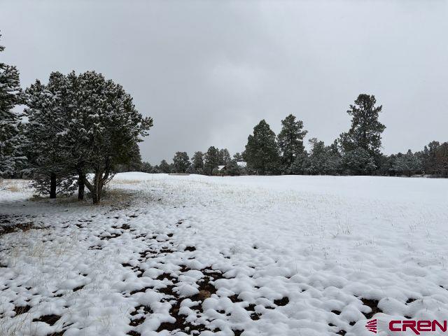 1695 Marmot Drive Ridgway, CO 81432 - Photo 4 of 11 a view of a dry yard with trees