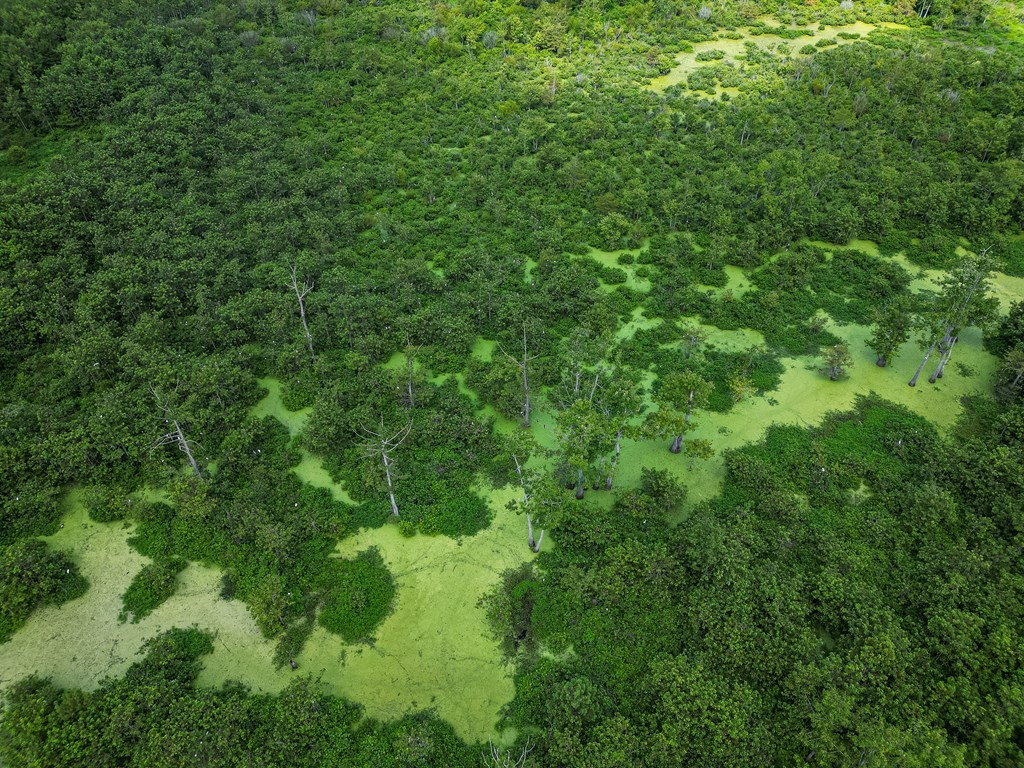 0 Dawson Road Tchula, MS 39169 - Photo 18 of 42 Photo 18