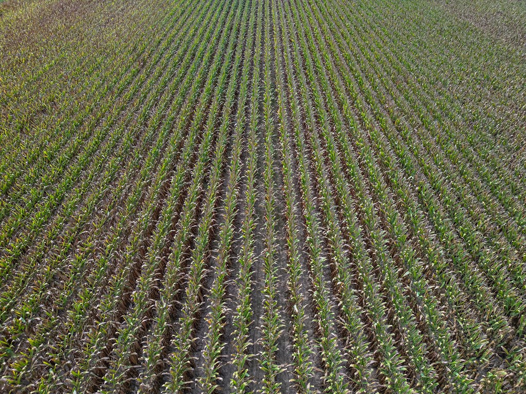 0 Dawson Road Tchula, MS 39169 - Photo 24 of 42 Photo 24