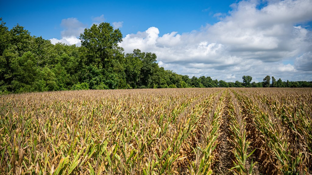 0 Dawson Road Tchula, MS 39169 - Photo 27 of 42 Photo 27