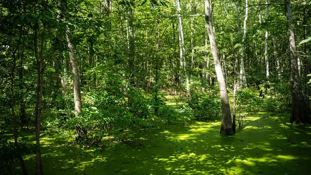 $351,500 | 0 Dawson Road, Tchula, MS 39169