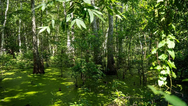 $351,500 | 0 Dawson Road, Tchula, MS 39169