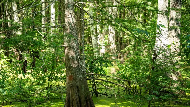 $351,500 | 0 Dawson Road, Tchula, MS 39169