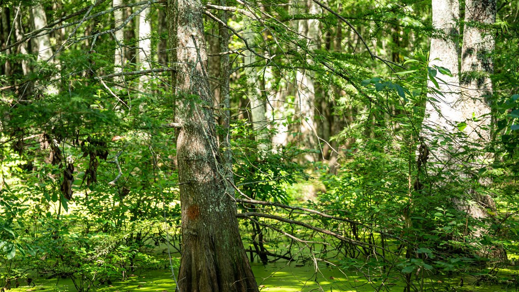0 Dawson Road Tchula, MS 39169 - Photo 33 of 42 Photo 33