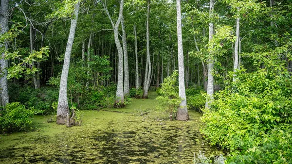 $351,500 | 0 Dawson Road, Tchula, MS 39169