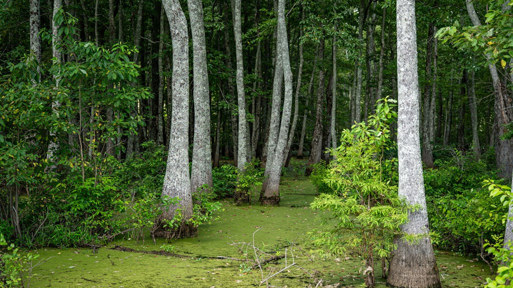 0 Dawson Road Tchula, MS 39169 - Photo 35 of 42 Photo 35