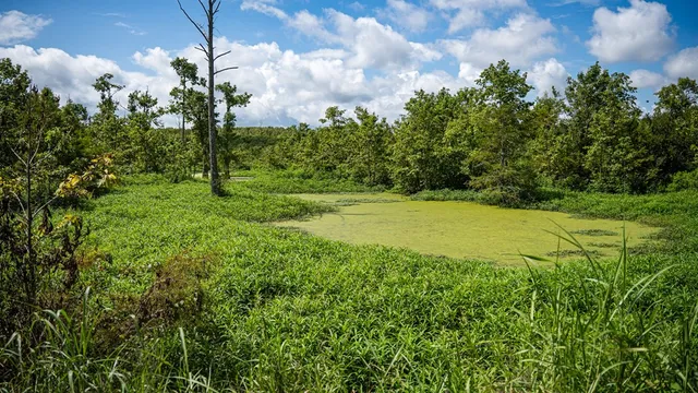 $351,500 | 0 Dawson Road, Tchula, MS 39169