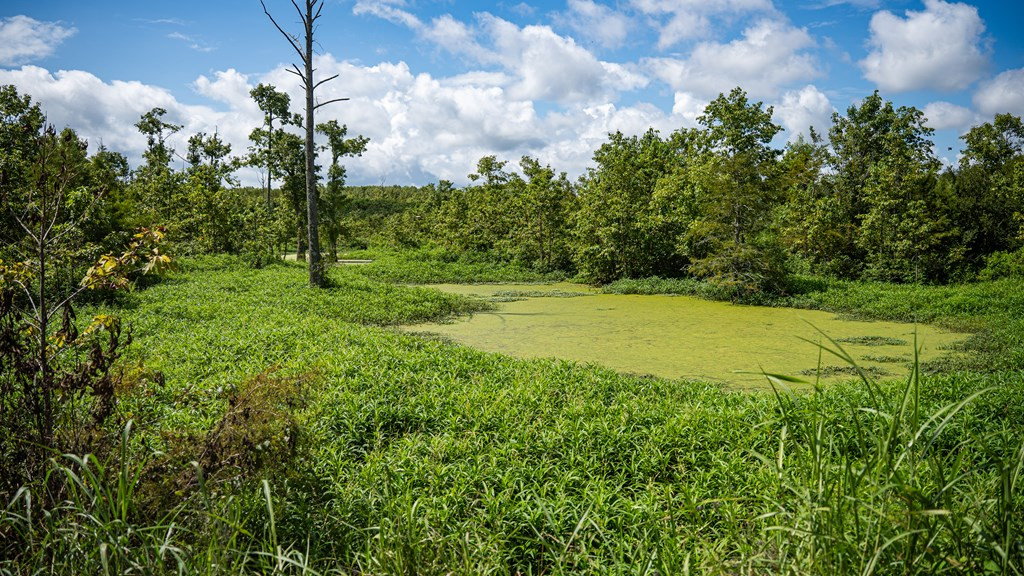 0 Dawson Road Tchula, MS 39169 - Photo 36 of 42 Photo 36