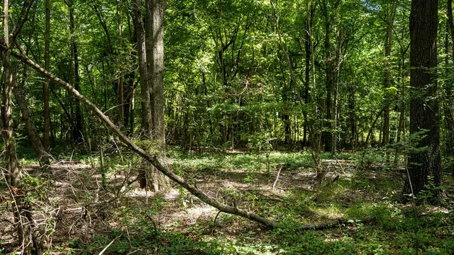 $351,500 | 0 Dawson Road, Tchula, MS 39169