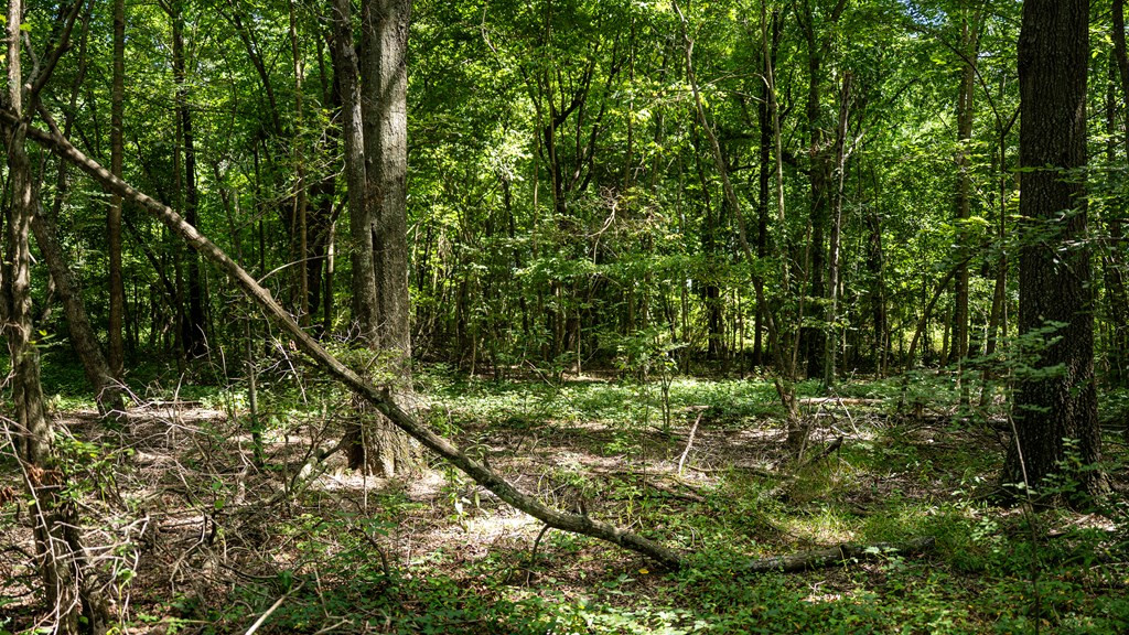 0 Dawson Road Tchula, MS 39169 - Photo 39 of 42 Photo 39
