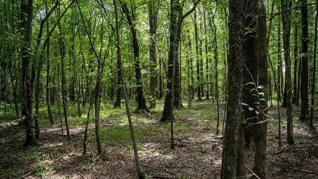 $351,500 | 0 Dawson Road, Tchula, MS 39169