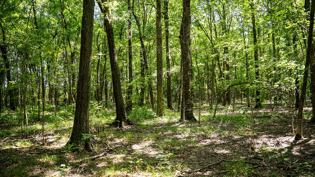 0 Dawson Road Tchula, MS 39169 - Photo 41 of 42 Photo 41