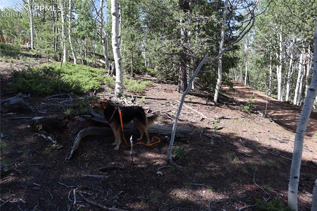 917 Princess Road Cripple Creek, CO 80813 - Photo 10 of 47 Gallery Image 10