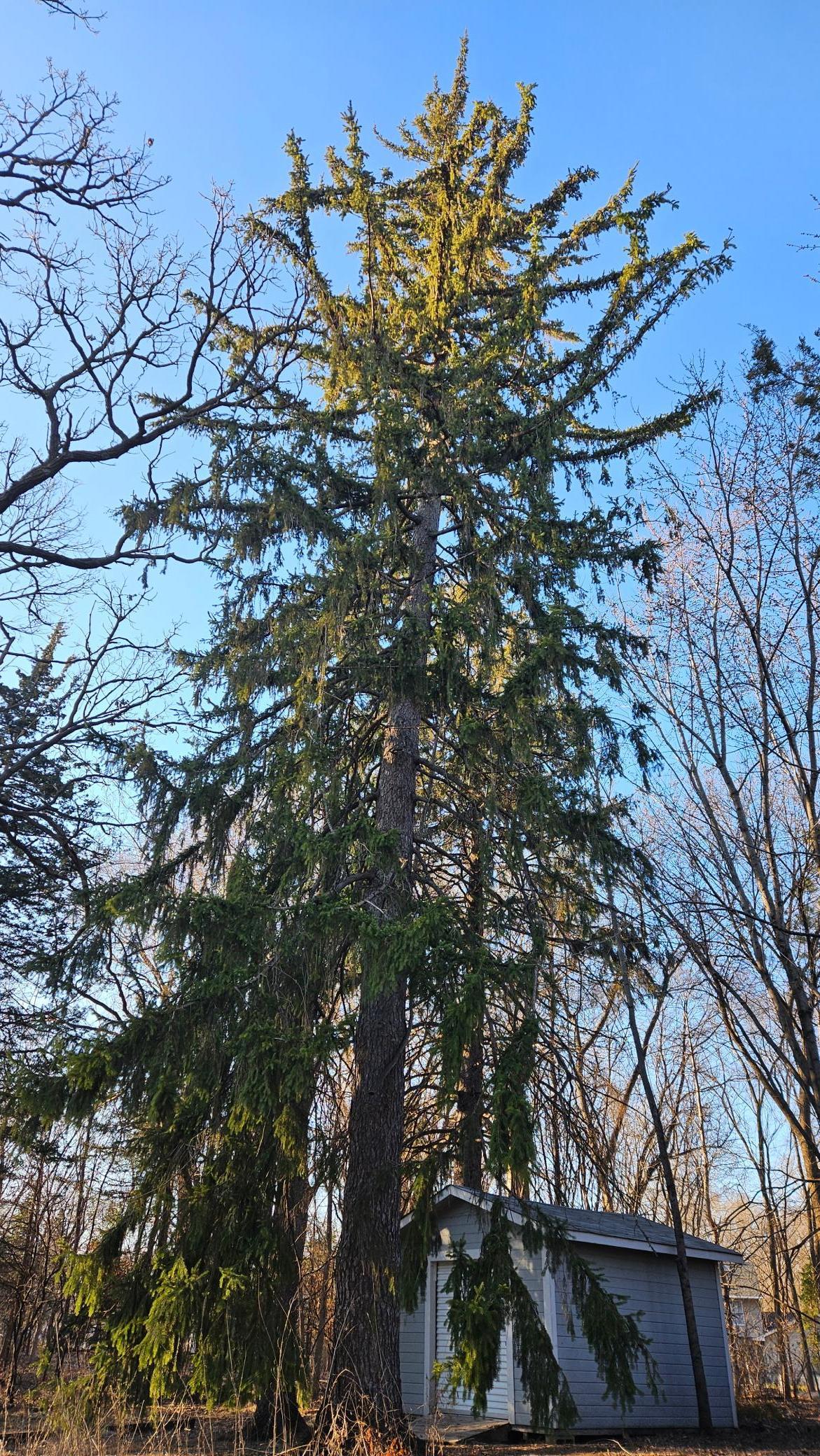 5920 Hodgson Road Shoreview, MN 55126 - Photo 3 of 7