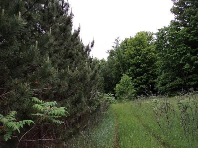 0 Springfield Trail Southwest South Boardman, MI 49680 - Photo 4 of 17 1786345-3.JPG