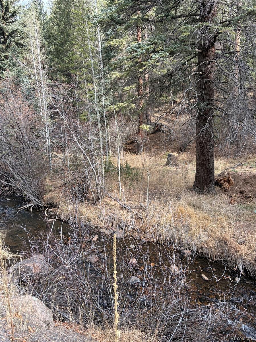 0 South Elk Creek Road Pine, CO 80470 - Photo 5 of 9 a view of a yard with a tree