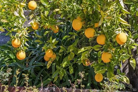 $1,079,000 | 320 Alameda De La Loma, Novato, CA 94949