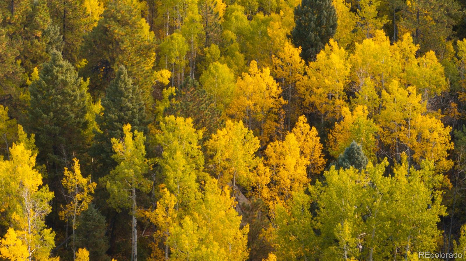 0 Rampart Range Road Sedalia, CO 80135 - Photo 6 of 25