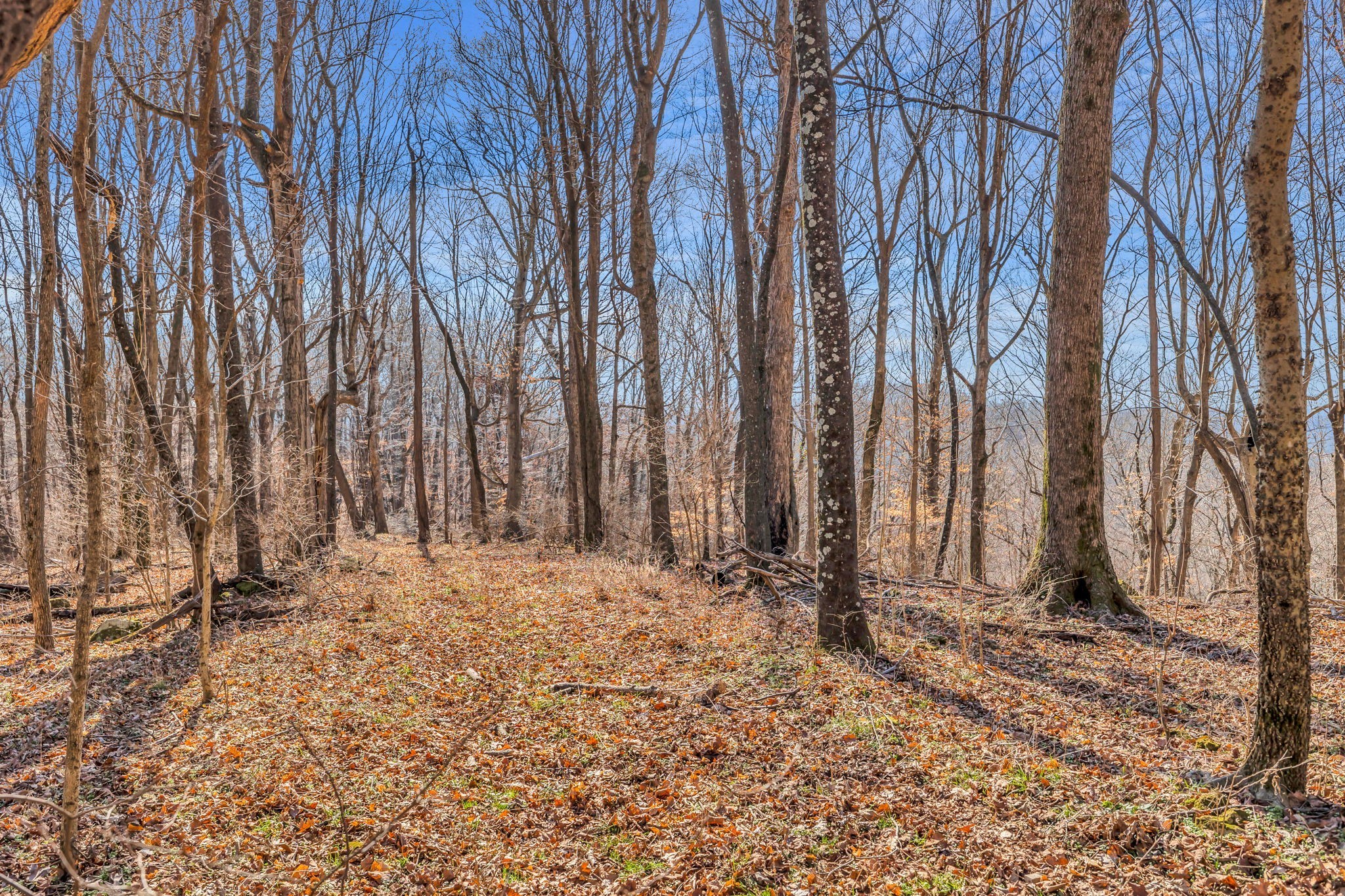 3159 Blazer Road Franklin, TN 37064 - Photo 3 of 10 Gallery Image 3