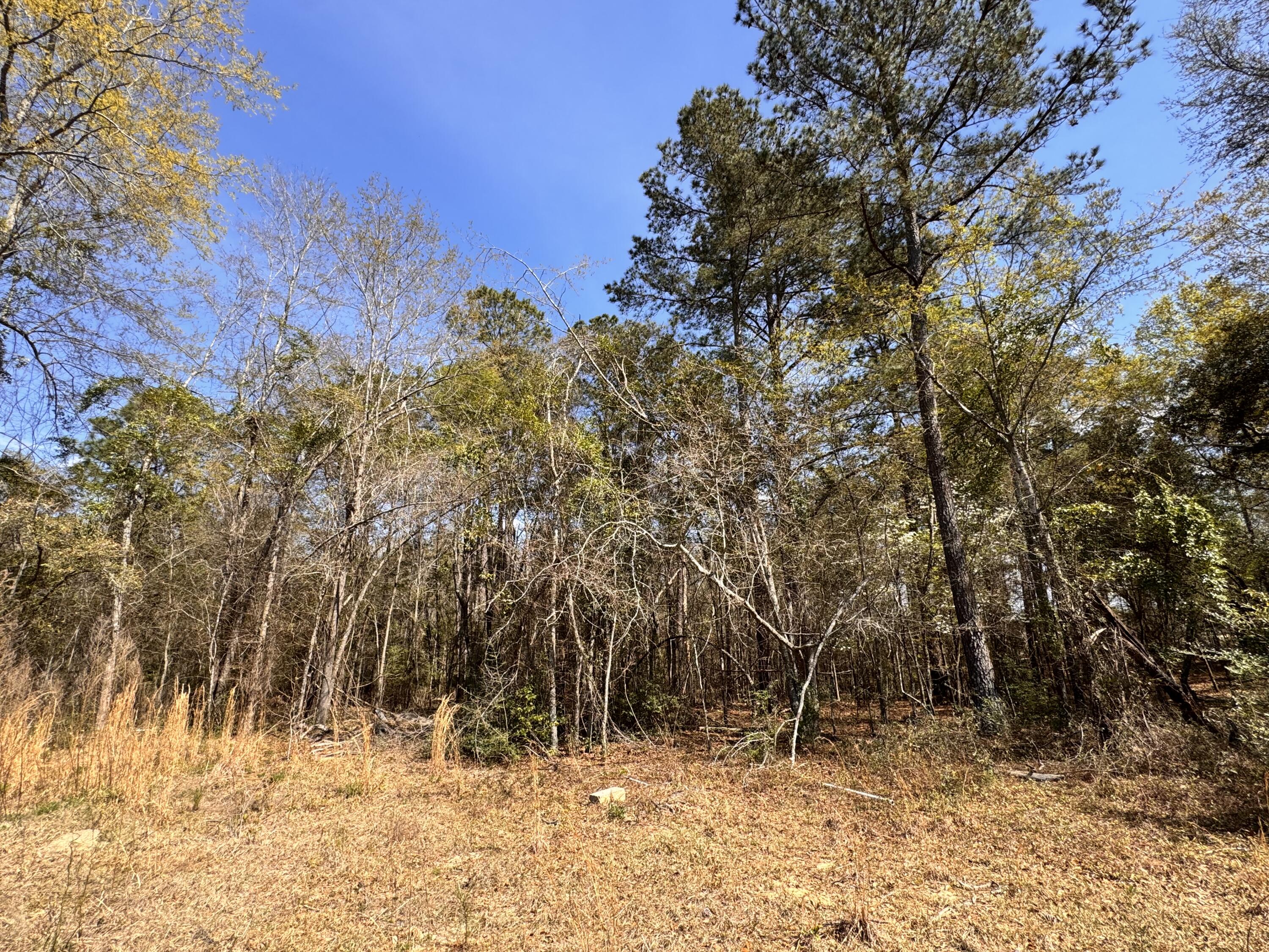 3.13-acres Skyland Farm Road Williston, SC 29853 - Photo 4 of 5