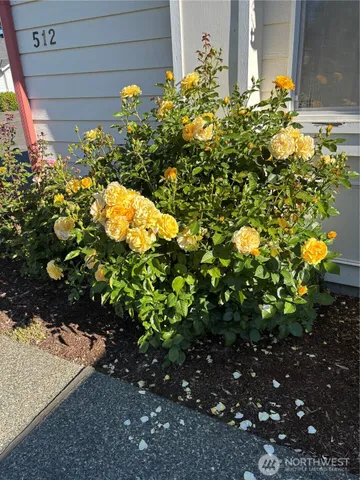 a view of a flower in a yard