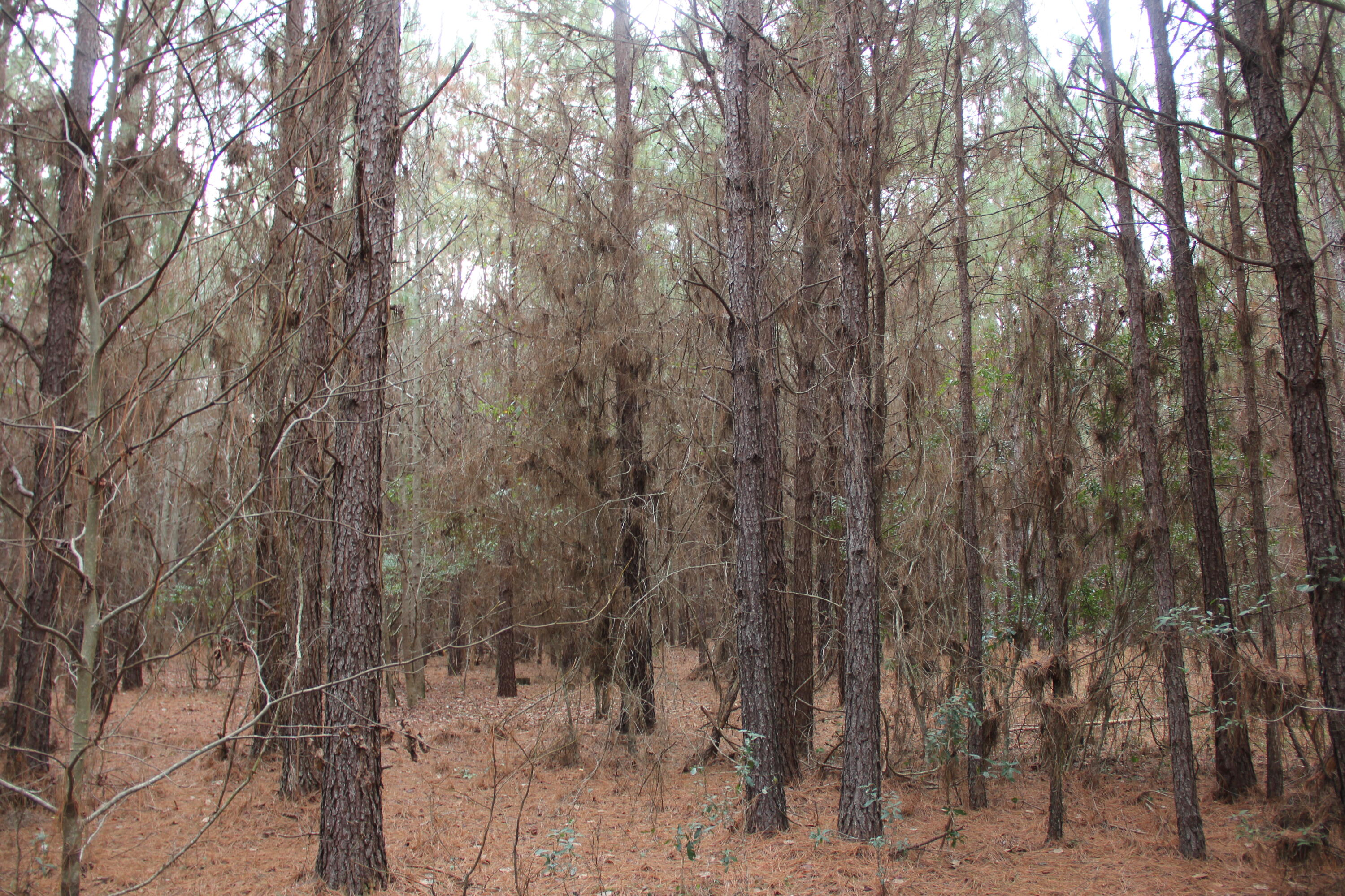 0 Raymond Road Orangeburg, SC 29118 - Photo 11 of 12 Gallery Image 11