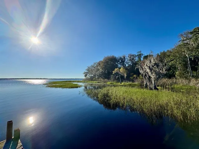 a view of a park with large trees