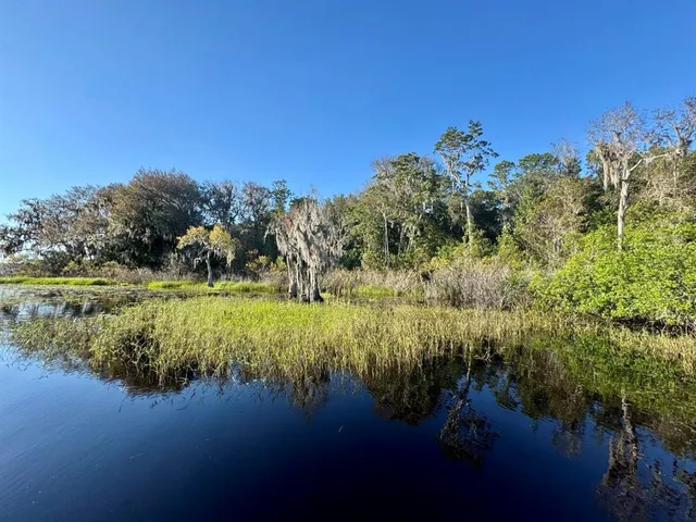 a view of a yard with a tree