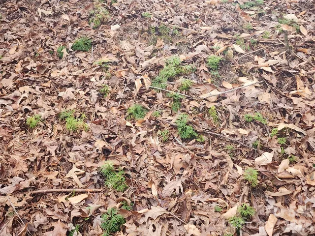 a view of a yard with plants and trees