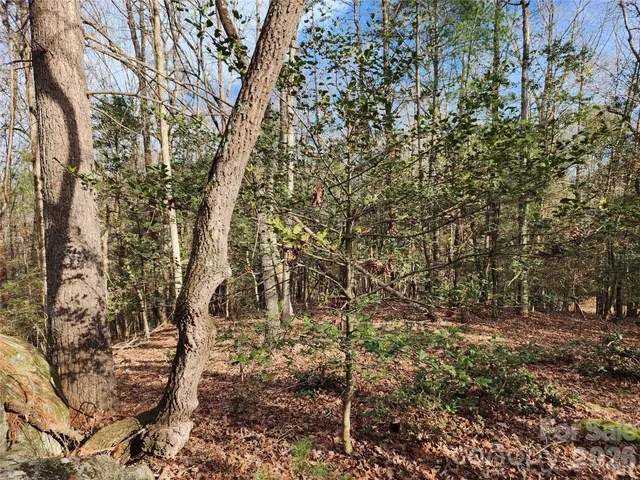 a view of a forest with trees