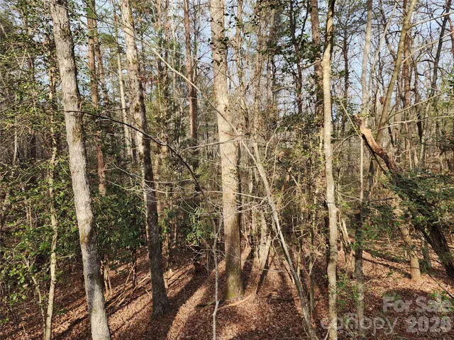 a view of a forest filled with trees