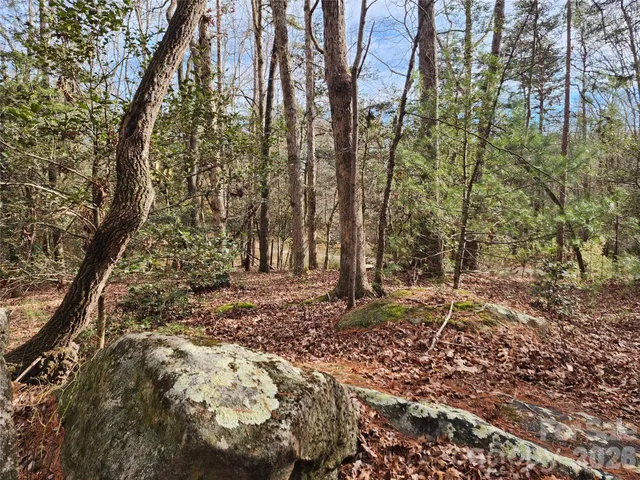 a close up of a plant