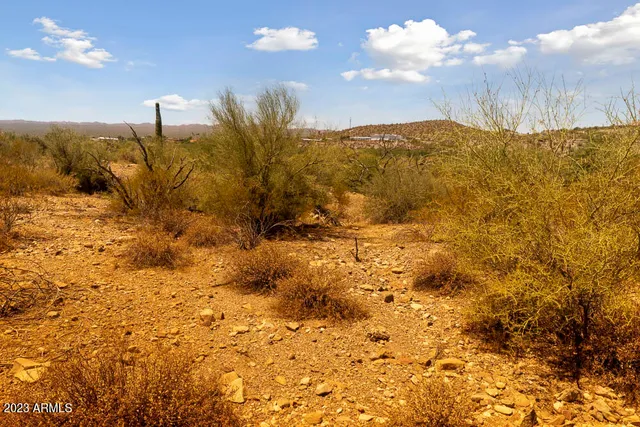 a view of a large tree with sky view