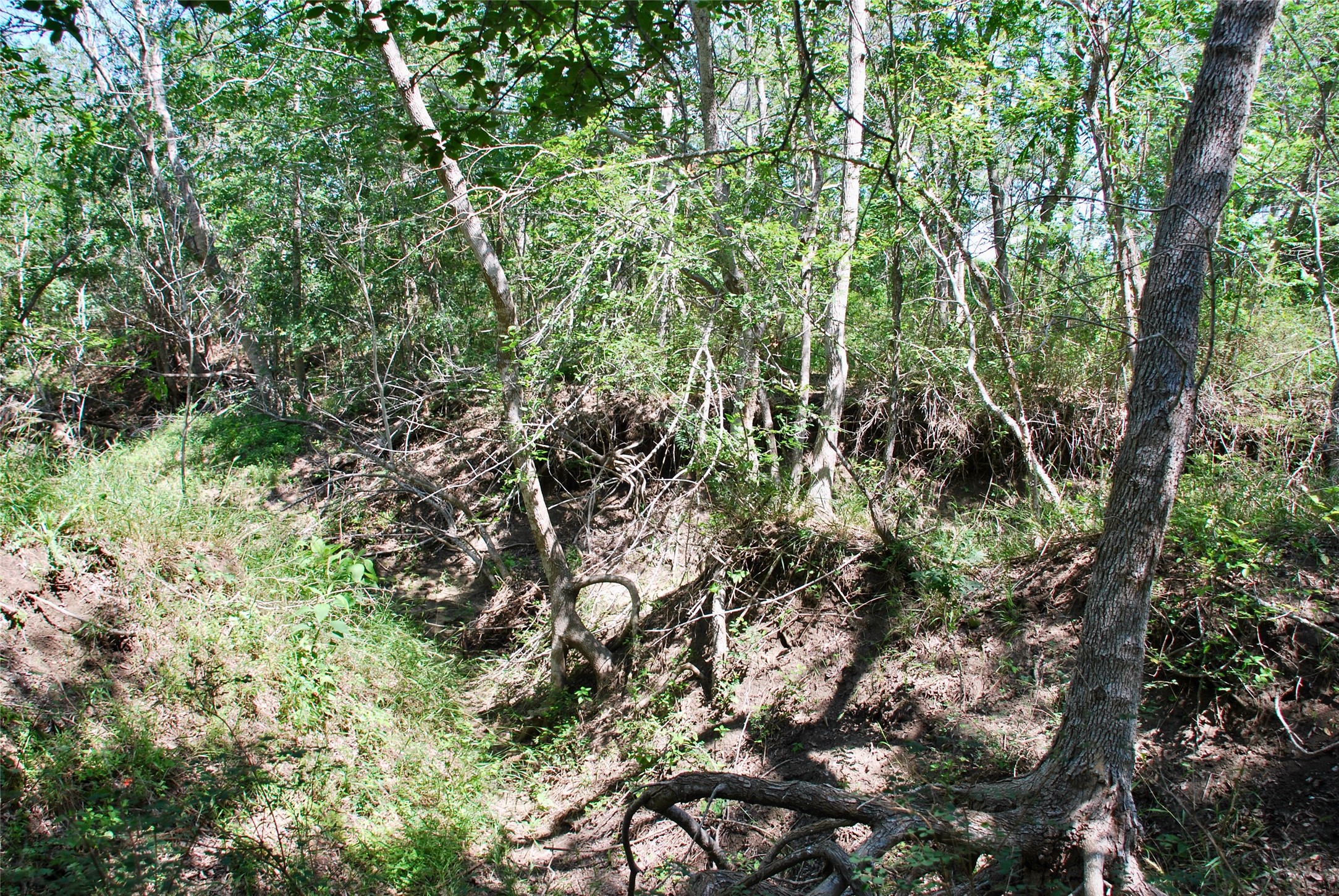 1049 Muehr Road Weimar, TX 78962 - Photo 13 of 24 a view of forest