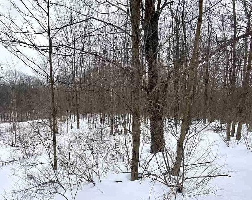 21 1/2 Road Boon, MI 49618 - Photo 1 of 1 land