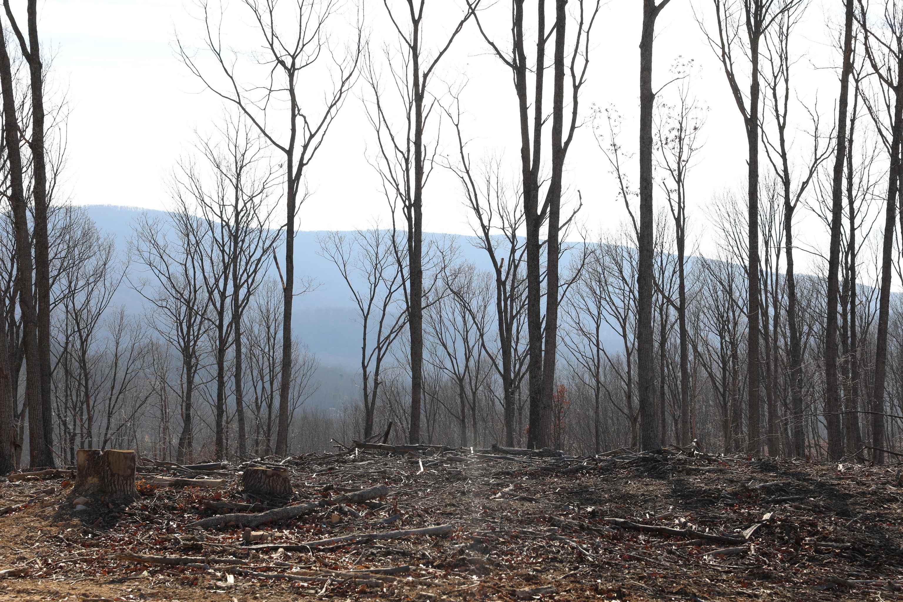 Tbd1 Calf Mountain Road Waynesboro, VA 22980 - Photo 10 of 39 a view of a backyard of the house