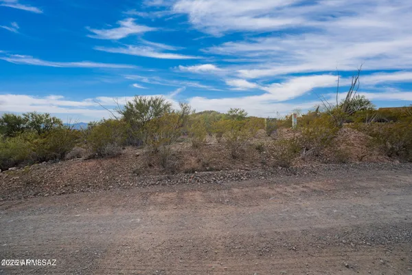 a view of a dry yard with lots of trees