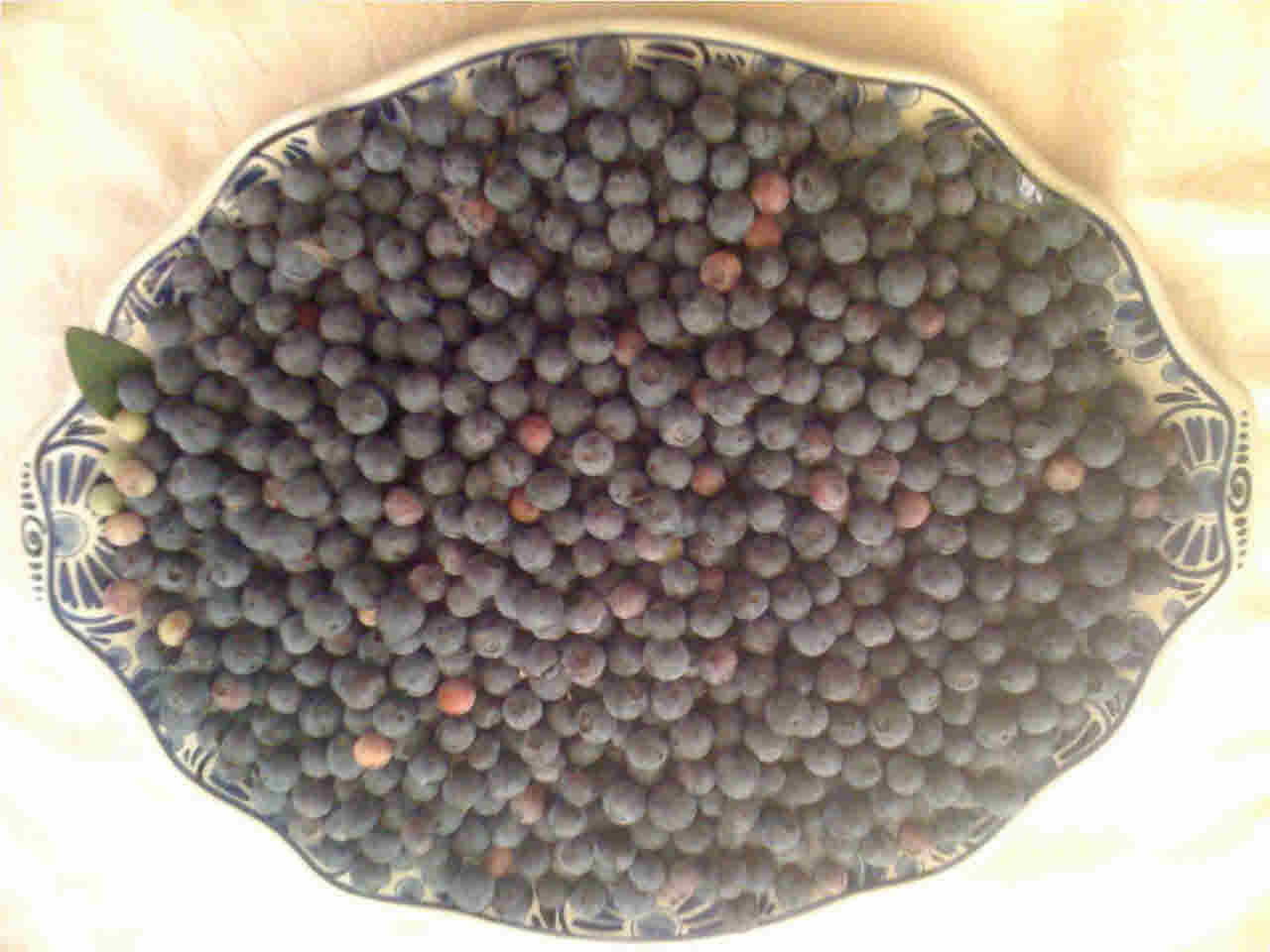 194 Kemp Road Magee, MS 39111 - Photo 18 of 39 Blueberry picked from 194 Kemp Road