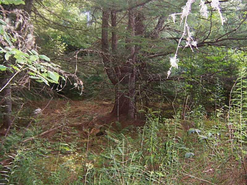 Lot 4-2 South Road Ellsworth, ME 04605 - Photo 4 of 8 Variety of trees on the land.