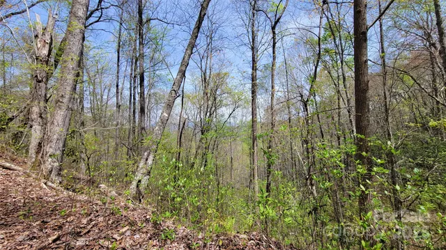 a view of a yard with plants and trees