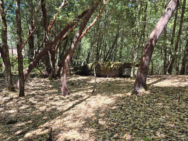 a view of a yard with trees