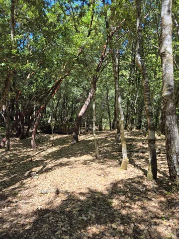 a view of a yard with wooden fence
