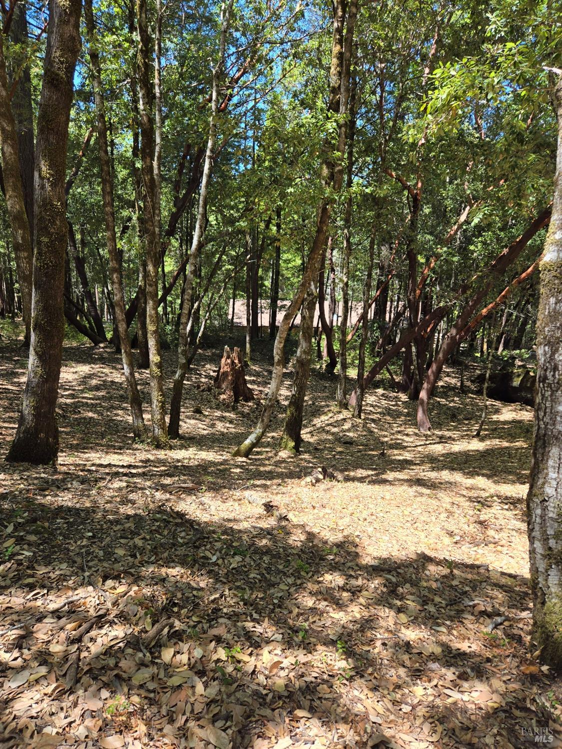 1686 Ponderosa Road Willits, CA 95490 - Photo 4 of 6 a view of a yard covered with snow