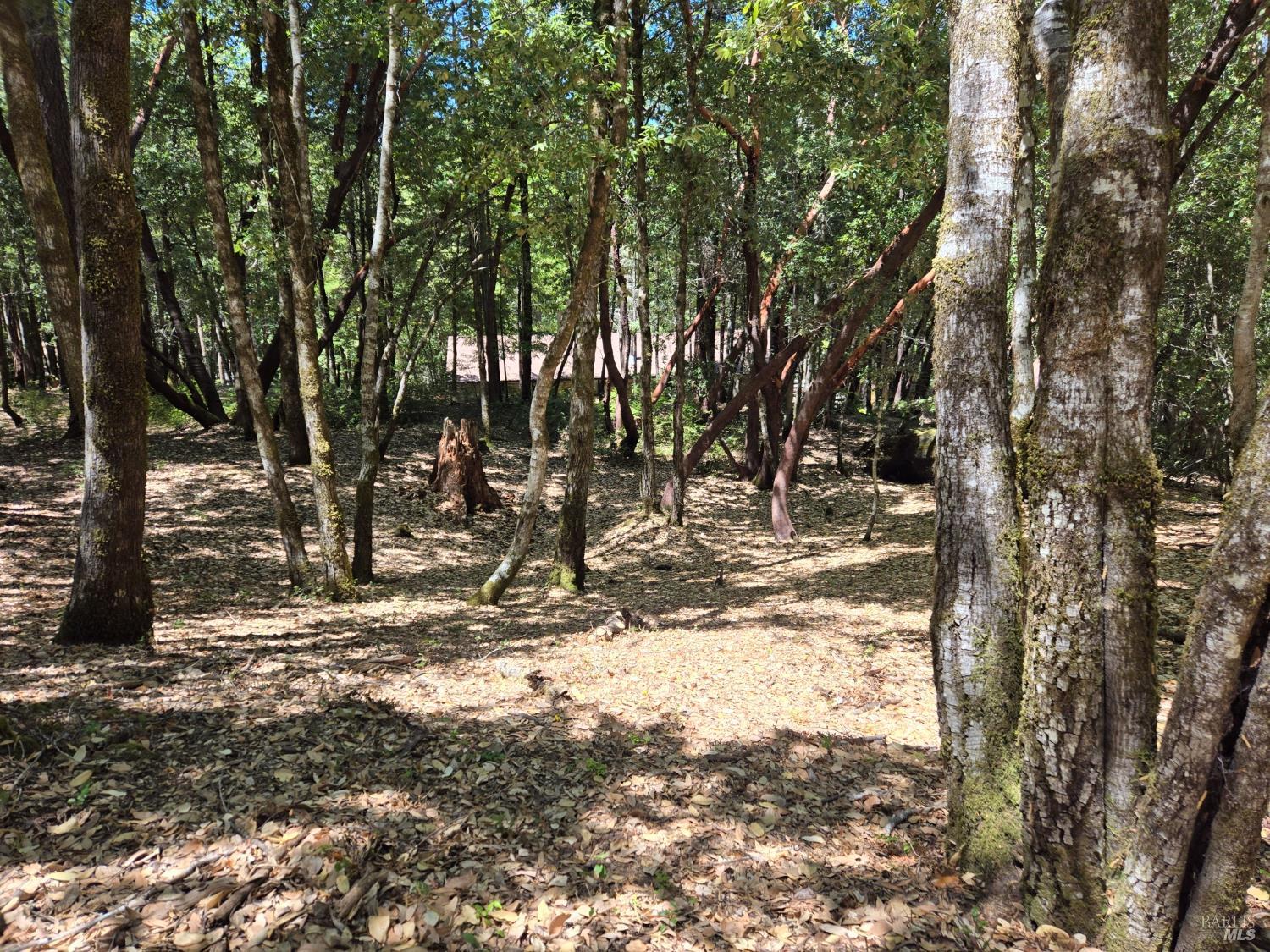1686 Ponderosa Road Willits, CA 95490 - Photo 5 of 6 a view of a yard covered with snow in a yard