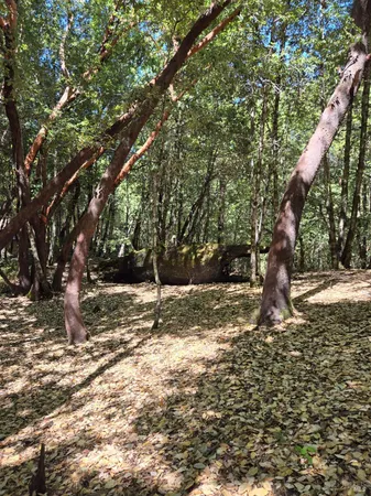 a view of a yard with plants and trees