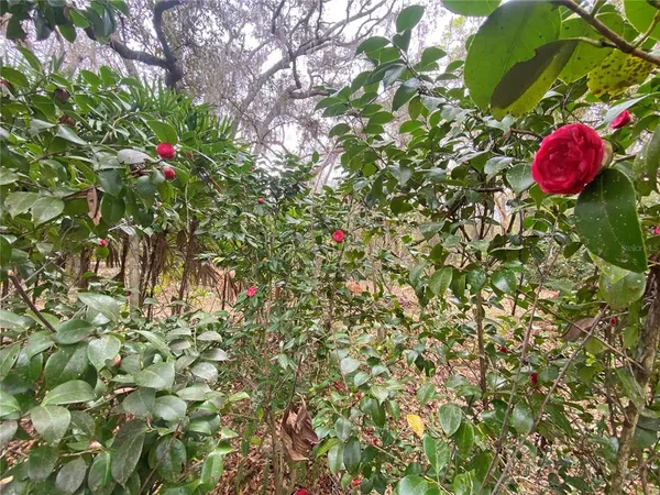 a backyard of a house with a tree