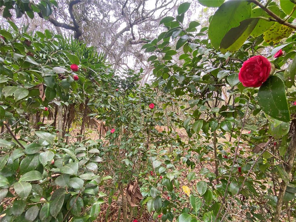 119 Twin Lakes Road Hawthorne, FL 32640 - Photo 11 of 66